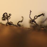 Spores emerging from <em>Daldinia concentrica</em>