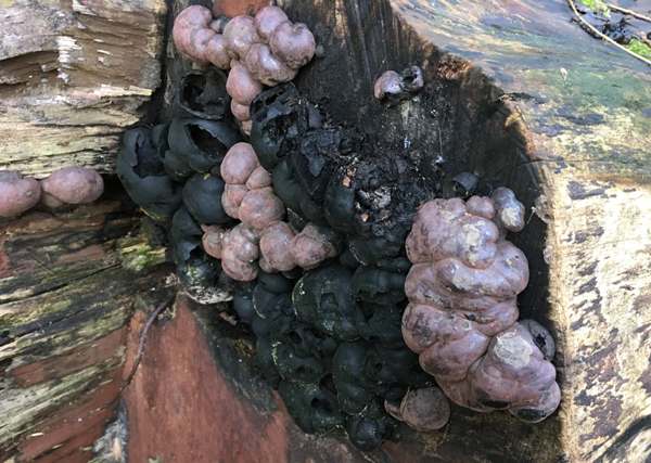 Daldinia concentrica, young and old clustered on a dead felled hardwood trunk