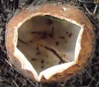 Cedar Cup, close-up of fertile surface