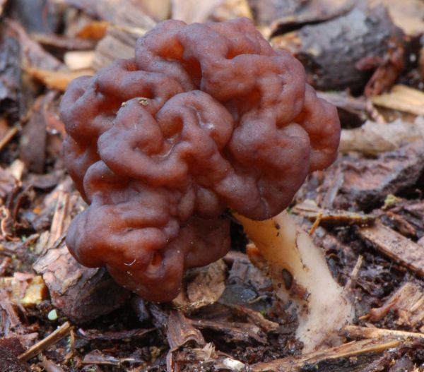 False Moorel Gyromitra esculenta showing cap and stem
