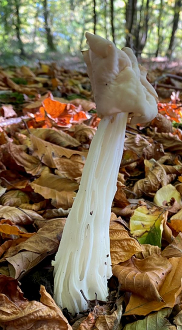 Helvella crispa, White Saddle, LancashireEngland