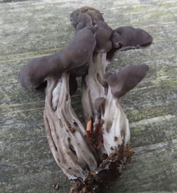 Elfin Saddle fungi, Helvella lacunosa, at Moel Famauu, North Wales