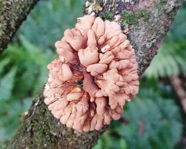 Hazel Gloves fungus, north Pembrokeshire, Wales