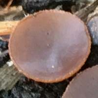 Lanzia echinophila, Hairy Nuts Disco - fertile surface