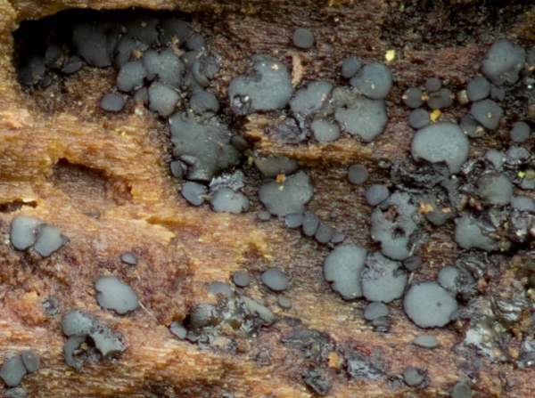 Common Grey Disco Mollisia cinerea, on rotten wood, Hampshire UK