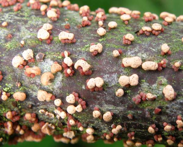 Nectria cinnabarina - Coral Spot 