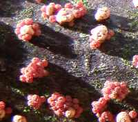 Close-up of Nectria cinnabarina