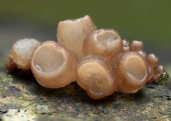 Neobulgaria pura - Beech Jellydisc, young specimens
