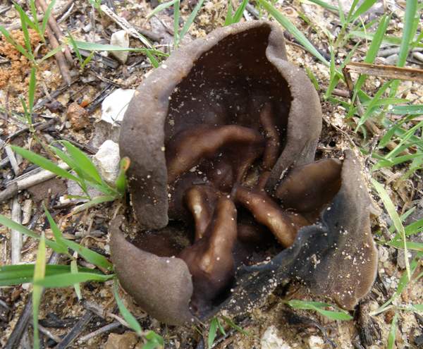 Toad's Ear fungus
