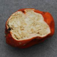 Cut section of Paurocotylis pila, Scarlet Berry Truffle