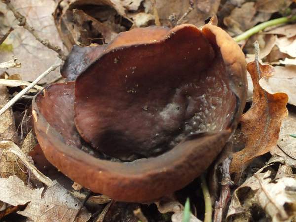 Peziza badia, Bay Cup fungus, immature fruitbodies, dark specimen