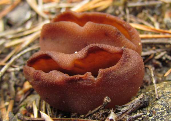Peziza badia, Bay Cup fungus, Scotland