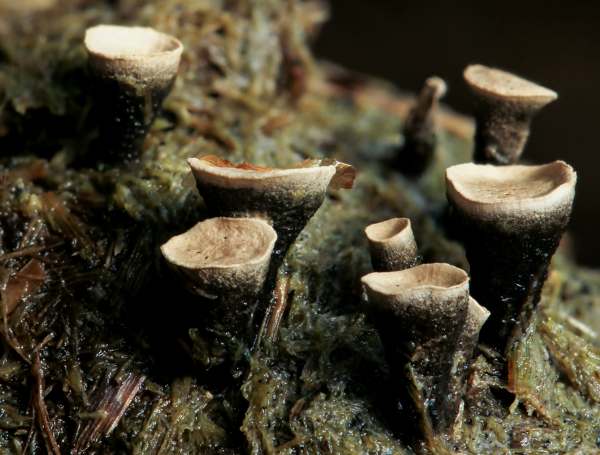 Poronia punctata - Nail Fungus, New Forest, Hampshire UK