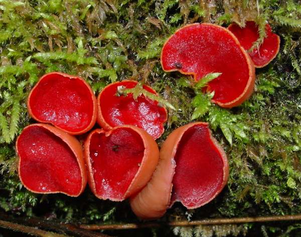 Sarcoscypha austriaca, Scarlet Elfcup fungus
