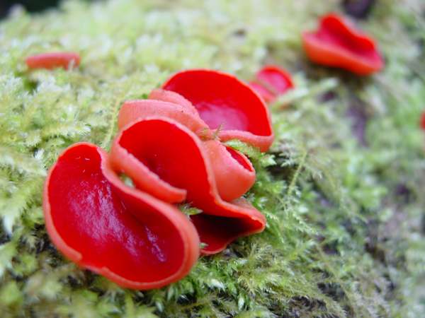 A beatiful group of Scarlet Elfcup fungi on a moss-covered willow log