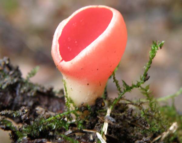 Exposed stem of Sarcoscypha austriaca - Scarlet Elfcup fungus