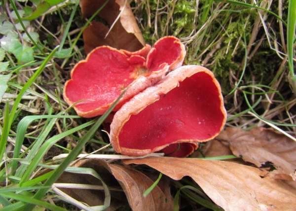 Sarcoscypha coccinea - Ruby Elfcup fungus
