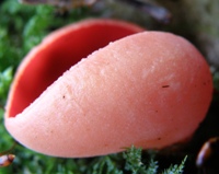 A mature fruitbody of Sarcoscypha coccinea showing the outer surface