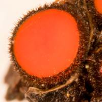 Closeup photograph of Scutellinia mirabilis