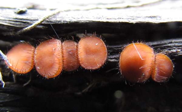 Scutellinia scutellata - Common Eyelash Fungus