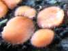 Scutellaria scutellata, Eyelash Fungus