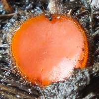 Closeup photograph of Scutellinia scutellata