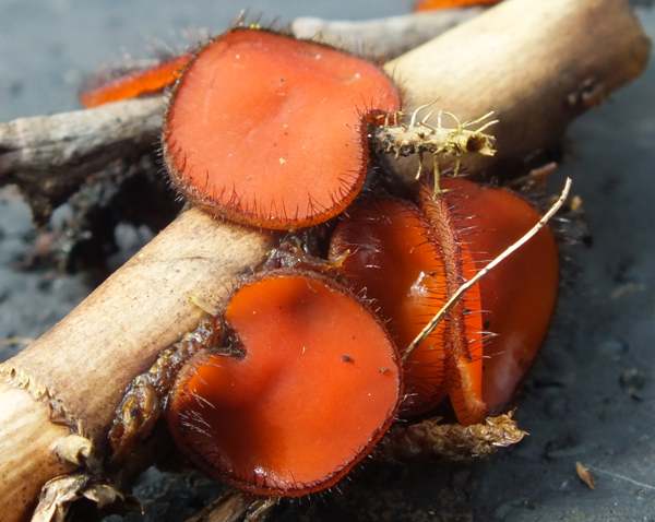 Scutellinia scutellata - Eyelash Fungus on rotting plant stems
