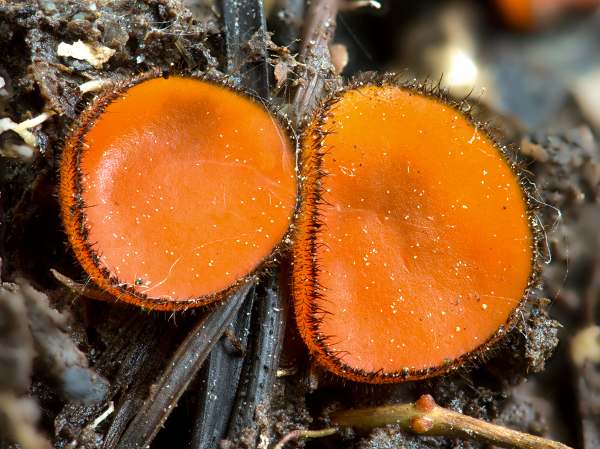 Scutellinia scutellata - Common Eyelash Fungus, New Forest