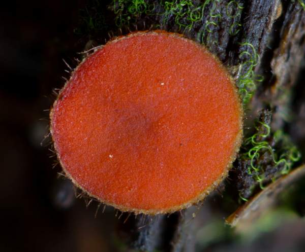 Scutellinia scutellata - Eyelash Fungus, closeup of fruitbody