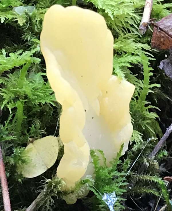 Spathularia flavida, Yellow Fan fungus