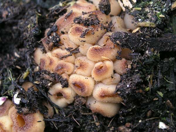 Tarzetta catinus, an ascomycete cup fungus