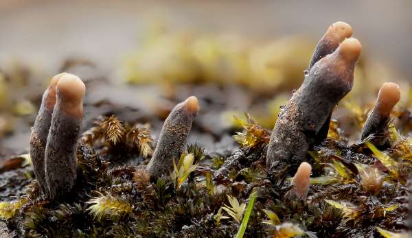Xylaria polymorph, brown fruitbodies in between their asexual and sexual reproductive phases