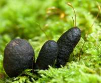 Xylaria polymorpha on a mossy log