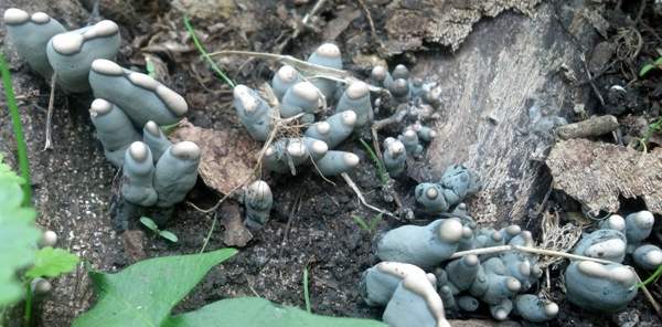 Xylaria polymorpha at the conidial stage