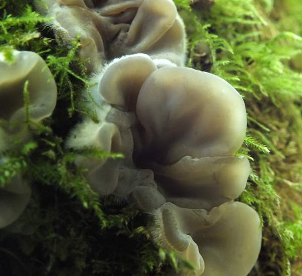 Auricularia mesenterica, Tripe Fungus - young fruitbodies