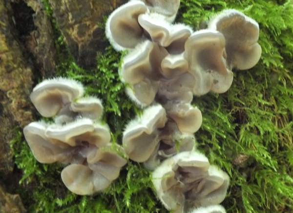 Auricularia mesenterica, Tripe Fungus - Cambridgeshire, England