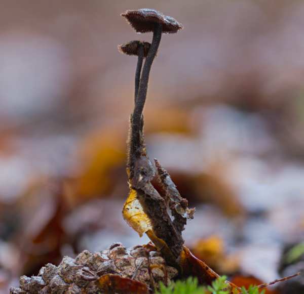 Auriscalpium vulgare, Earpick Fungus, Scotland