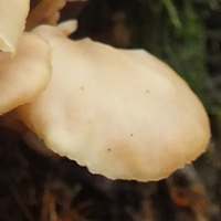 Cap of Lentinellus cochleatus