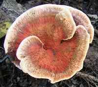 Cap of Hydnellum scrobiculatum