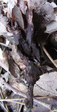 Stem of Phellodon  niger