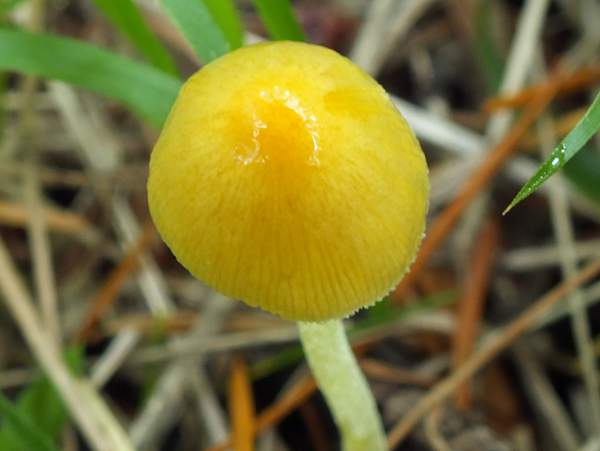 Bolbitius titubans, Yellow Fieldcap, grassland, France
