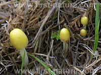 Bolbitius titubans, young caps emerging