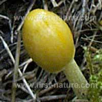 Yellow Fieldcap - young specimen