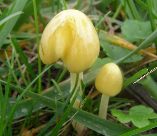 Bolbitius titubans - Yellow Fieldcap