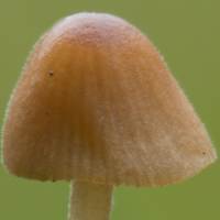 Cap of Conocybe pubescens