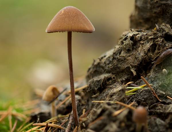 Conocybe tenera on dung