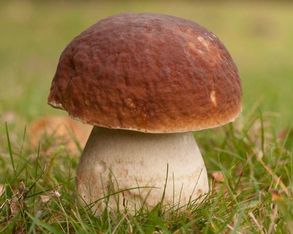 Boletus Edulis Cep Penny Bun Bolete Mushroom,What Is The Average Lifespan Of A Catalytic Converter