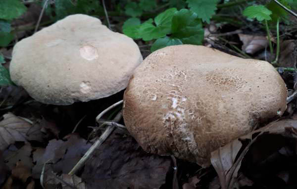 A pair of Suede Bolete fruitbodies, Northern France