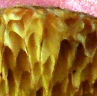 Pores of Butyriboletus regius