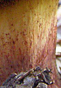 Part of the stem, Butyriboletus regius